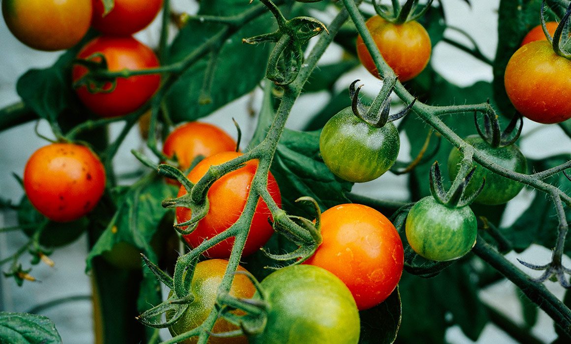 Organic food vs. locally-grown food