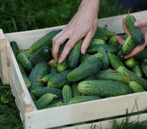 How to Save Money on Organic