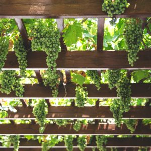 8 12 Helpful Tips For Doing Organic