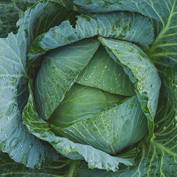 Cabbage Savoy