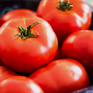 Tomatoes Vine