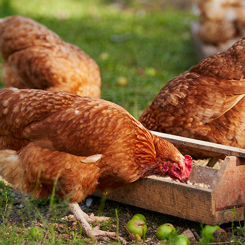 Does organic mean pesticide-free?