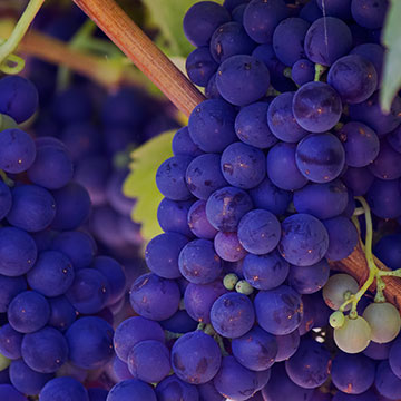 Grapes Seedless