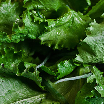 Salad Essentials