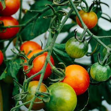 22 What You Need to Know About Eating Organic