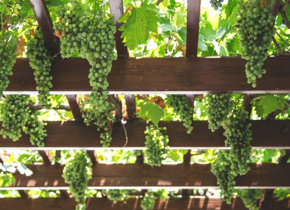 12 Helpful Tips For Doing Organic