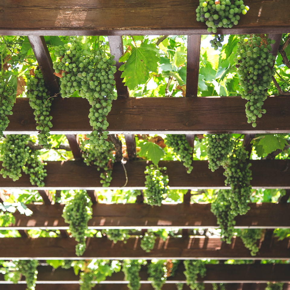 12 Helpful Tips For Doing Organic