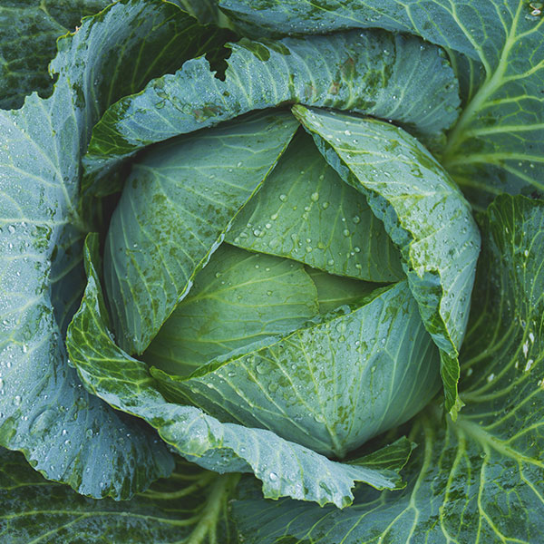 Cabbage Savoy