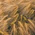 Join The Tour Around Our Fields