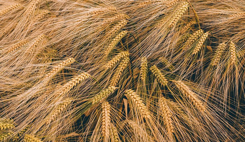 6 Join The Tour Around Our Fields