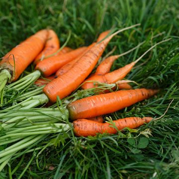 66 Organic food vs. locally-grown food