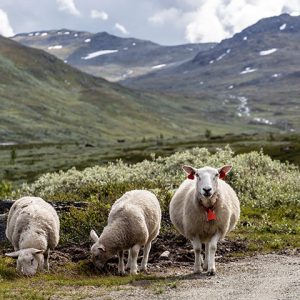 88 Keep the cost of organic food