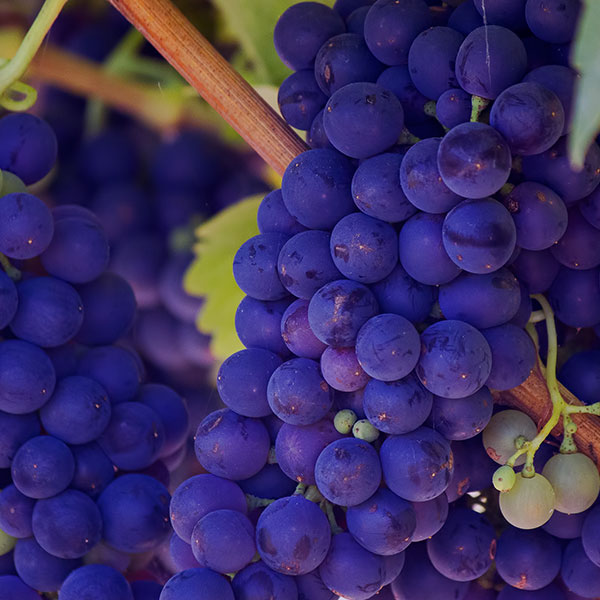 Grapes Seedless
