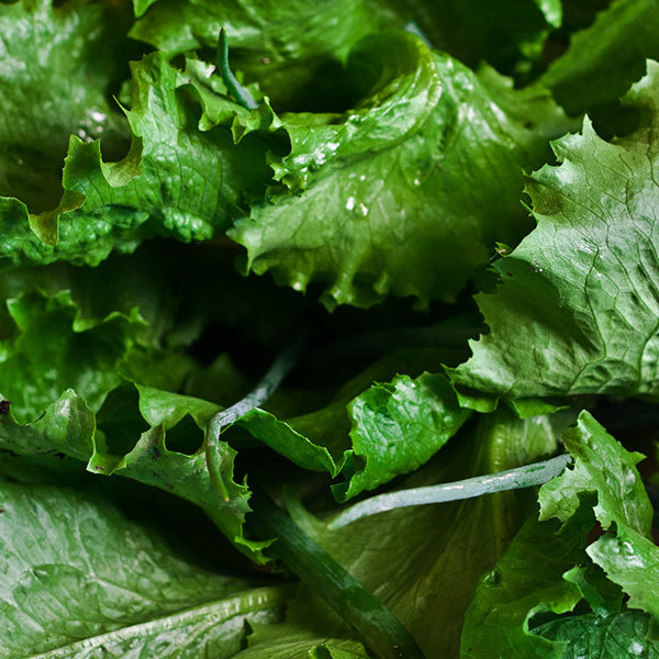 Salad Essentials